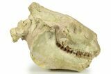 Fossil Oreodont (Eporeodon) Skull with Atlas Vertebra #284204-3
